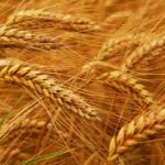 BRG закупает пшеницу прод. и фураж/ $